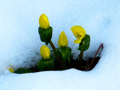 Early bloomer flower yellow