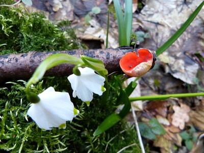 Spring mushroom scarlet kelchbecherling
