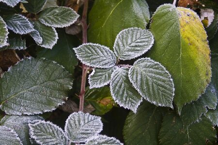 Cold frost frozen