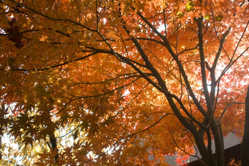 Leaves book october