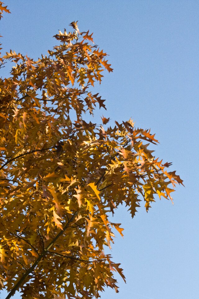 October autumn golden