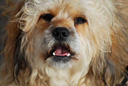 Male sleepy shaggy fur