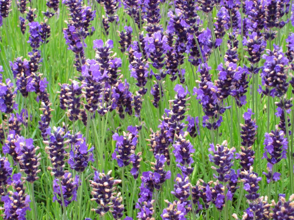 Flower blossom plant