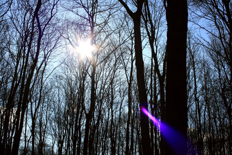 Forest nature spring