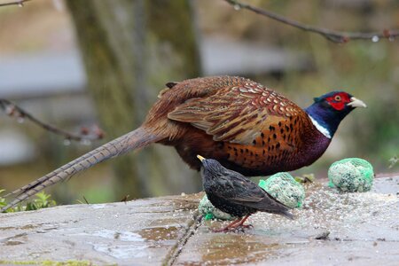 Winter dress plumage wing