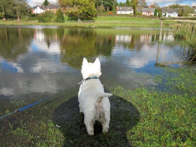 Cute pet image