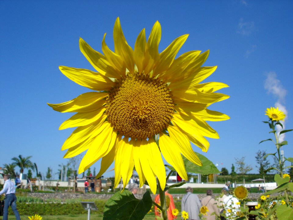 Yellow blossom bloom