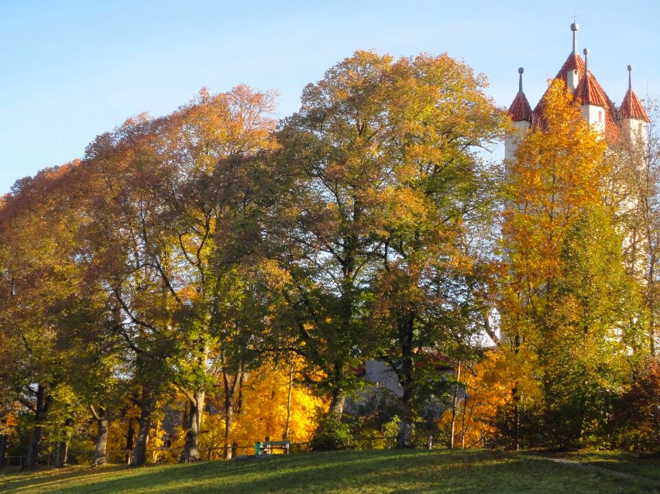 Trees church architecture