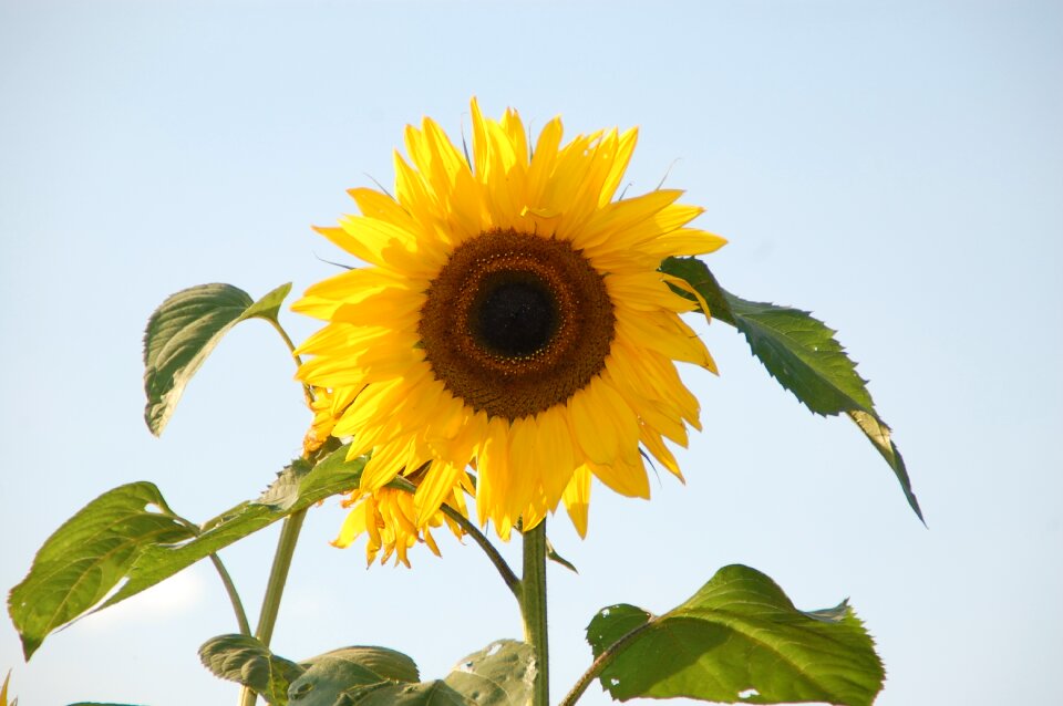 Sunflower helianthus sun