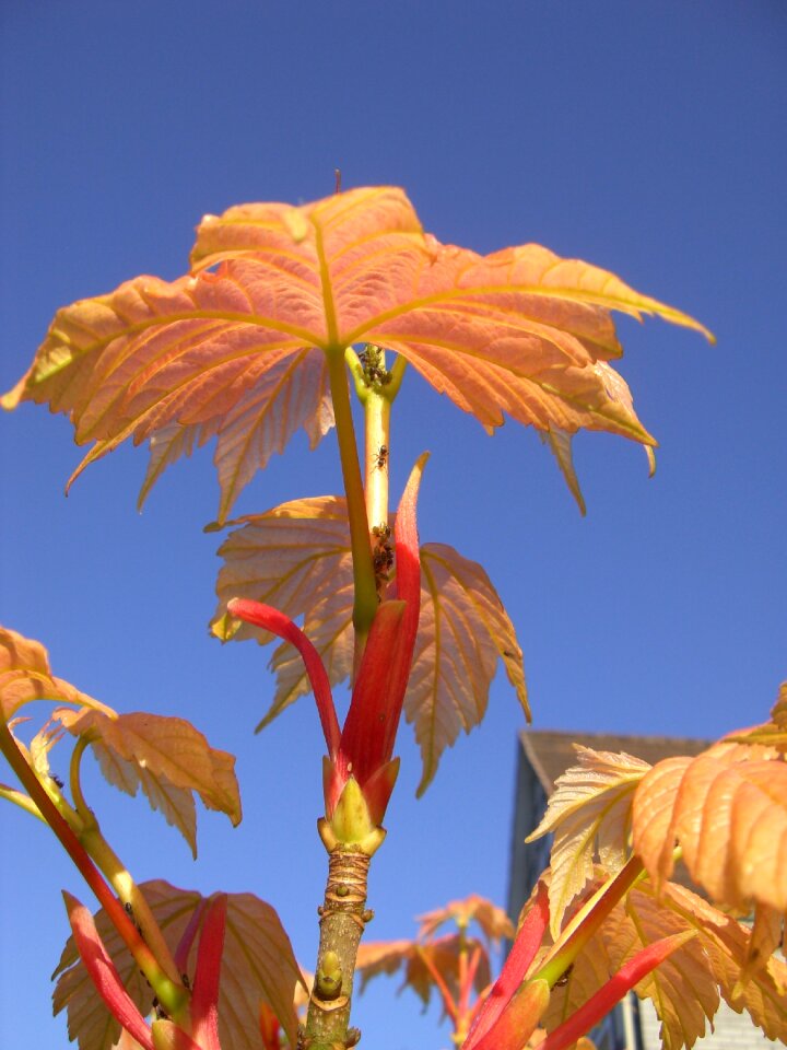 Leaves vine abandoned