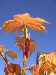 Leaves vine abandoned