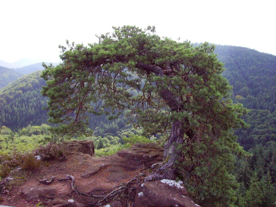 Palatinate sand stone rock