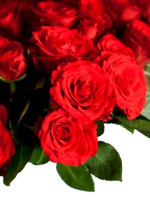 Bouquet flowers congratulations