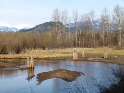 Canada spring marshland