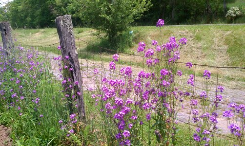 Rural road rail fence nature