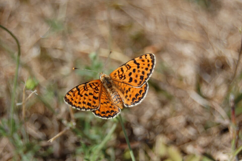 Butterfly nature insects