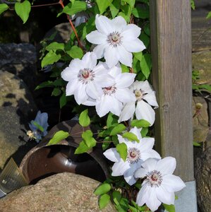Garden detail cirrus white blossom