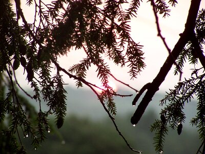 Mist tree rainstorm photo