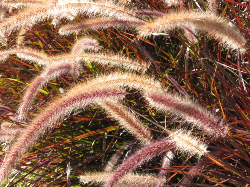 Fall foliage wind fall