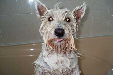 Pets dogs animal