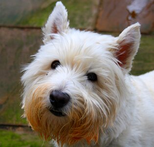 Pet dogs westie