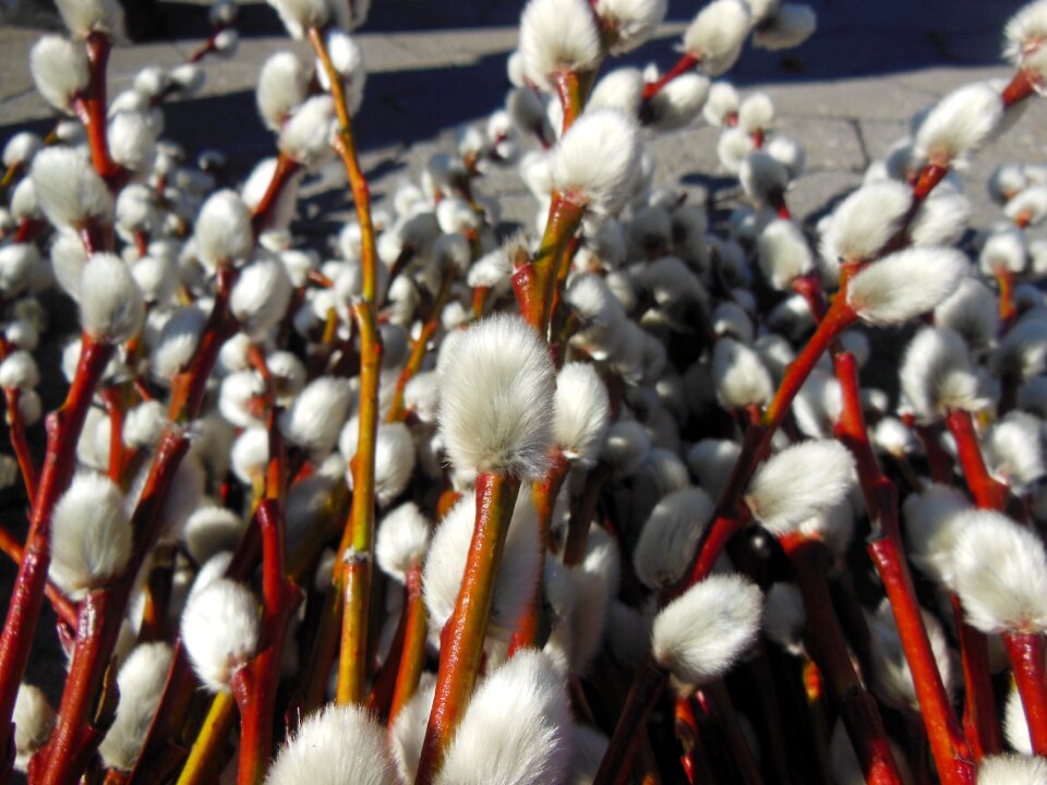 Close-up harbingers of spring soft