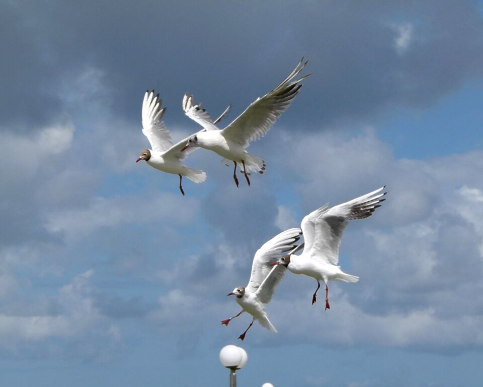 Flight sky clouds