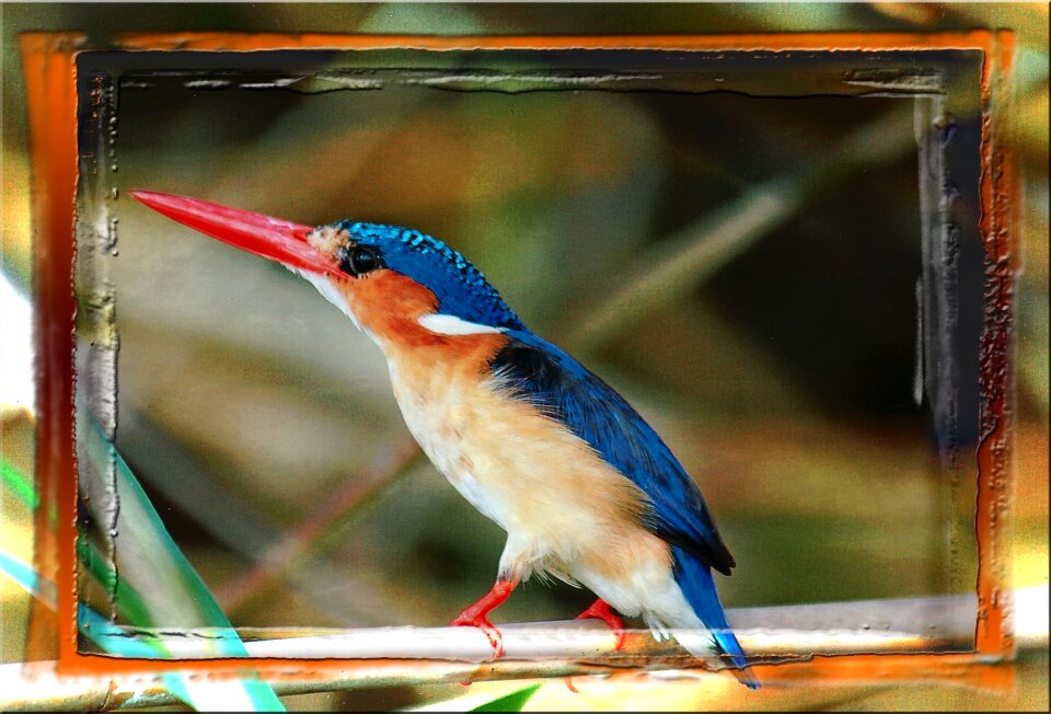 Namibia africa feathered