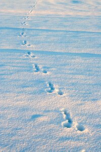 Snow rabbit tracks animal tracks photo