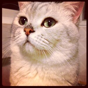 Small cat animal steamed stuffed bun