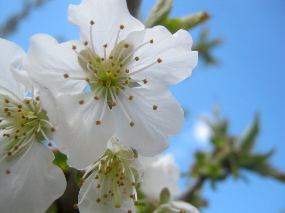 Bloom blossom bloom
