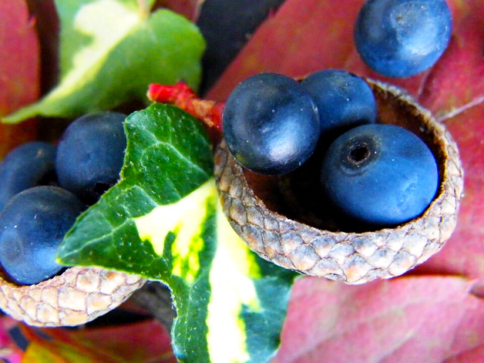Macro ivy decoration