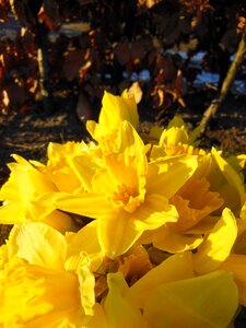 Sunshine yellow amber
