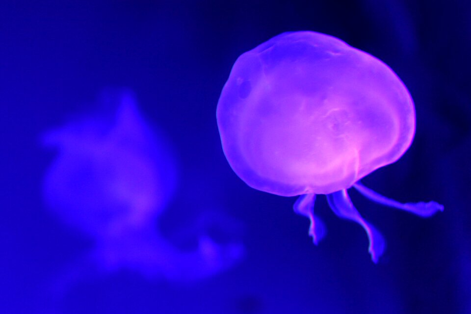 Sea uv marine fauna