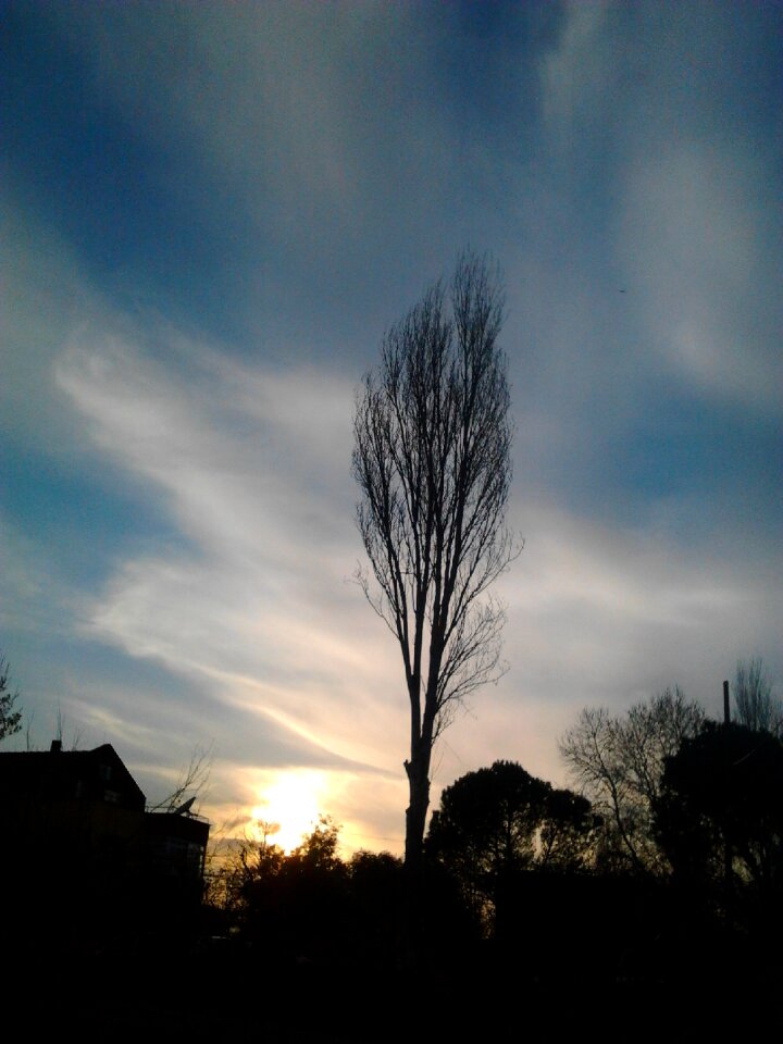 Sky virgo tree