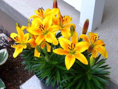 Flower nature bloom