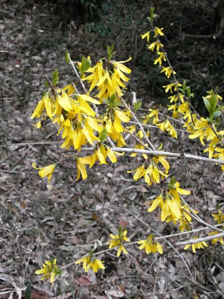 Spring yellow oleaceae