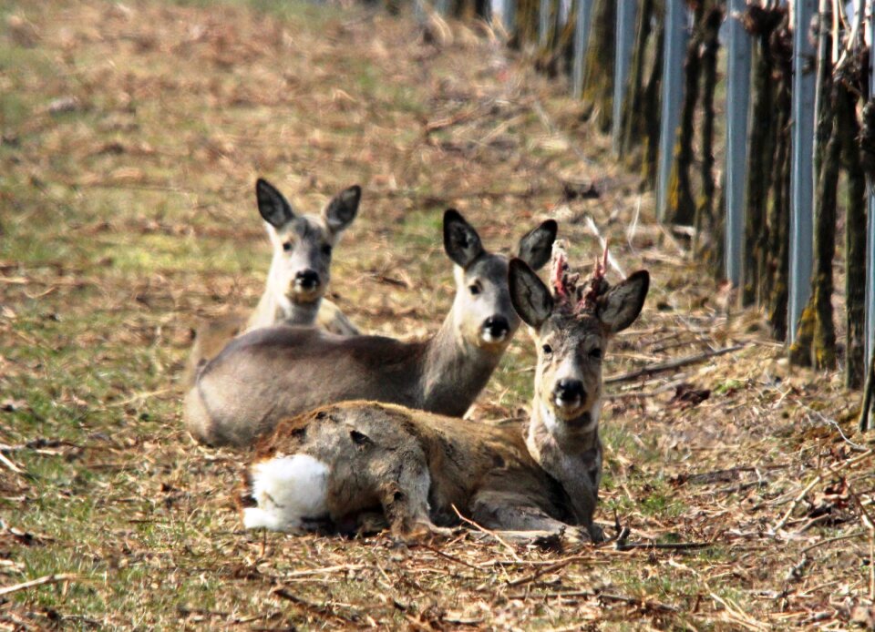 Spring furred game winter