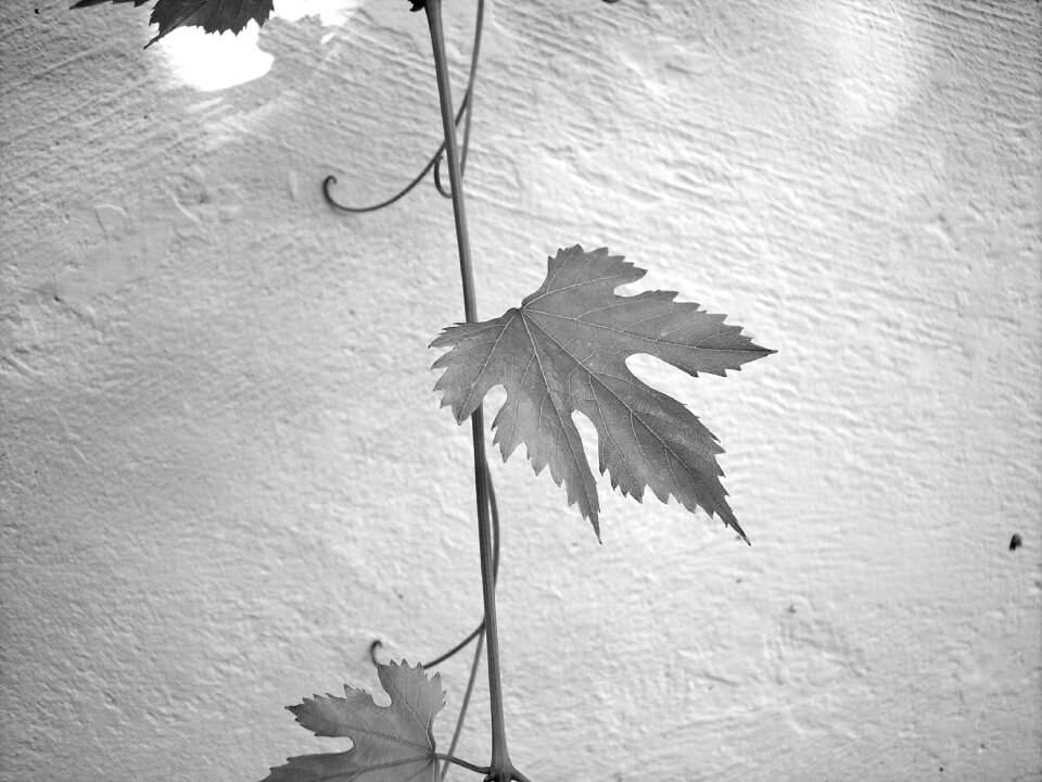 Plant creeper leaves