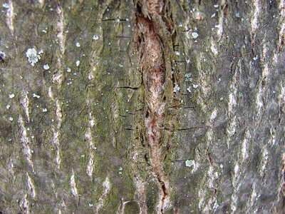Tree bark trees forest