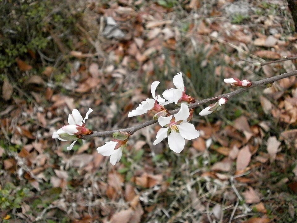Spring flowers white cherry
