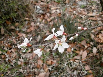 Spring flowers white cherry