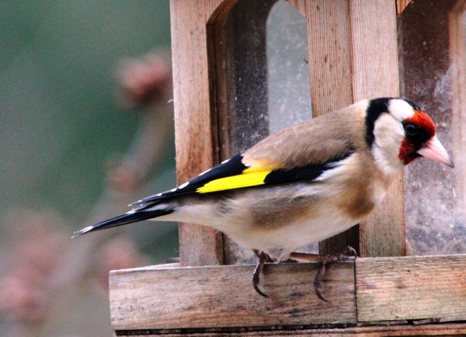 Animal bill feather