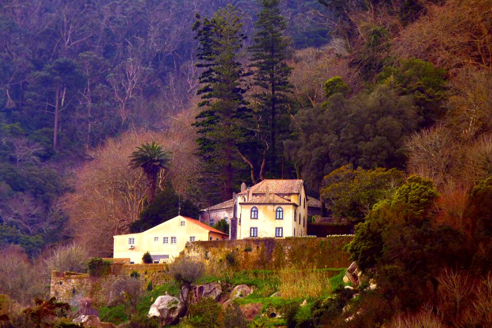 Spring forest sintra