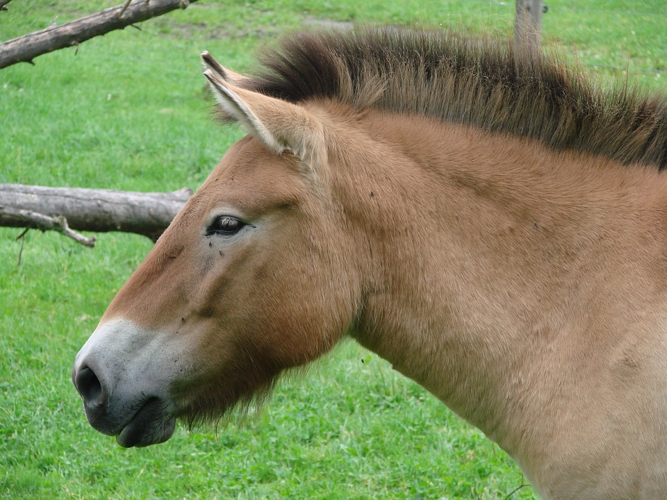 Donkey animal brown