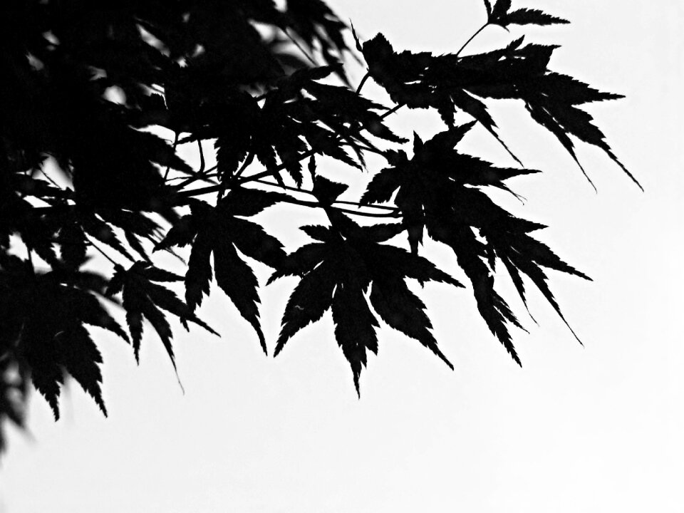 Chinese maple stunted detail