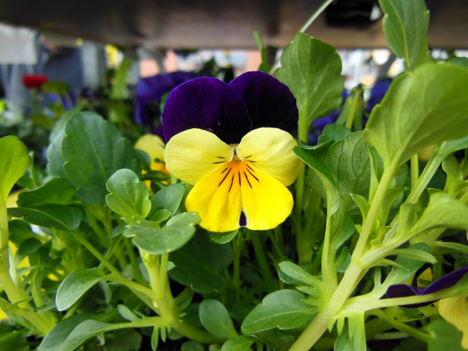 Spring harbinger of spring bright colors