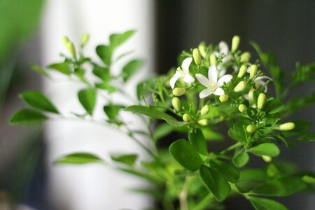 Potted plant plants flowers