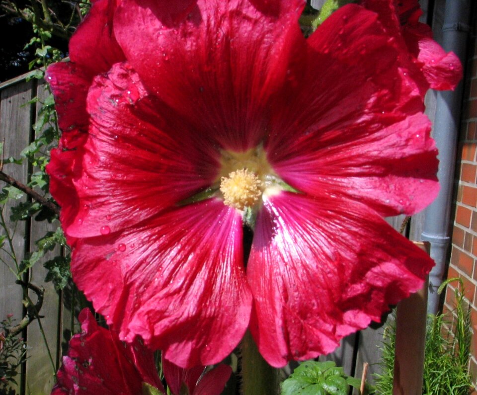 Flower red flora