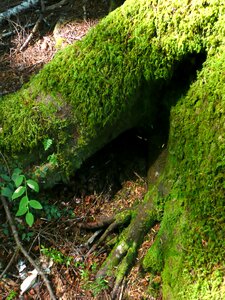 Tree overgrown moss forest photo